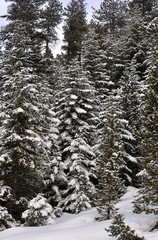 for&ecirc;t de sapins 1