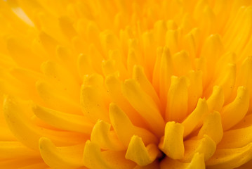 chrysanthemum