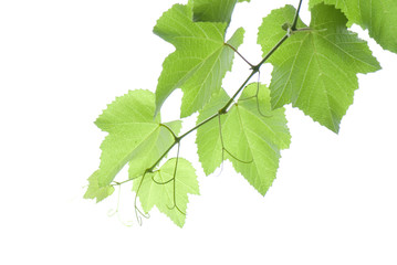 grape-vine