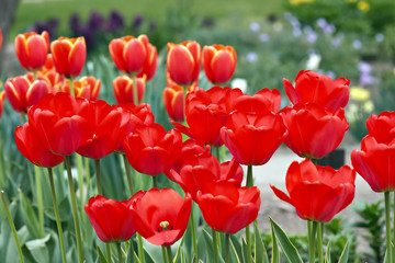 bed of tulips