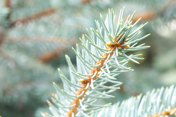 blue fir-tree