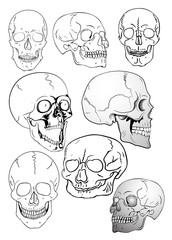 vector various skulls