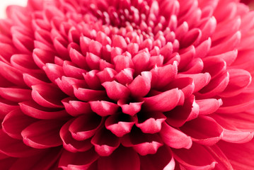 chrysanthemum