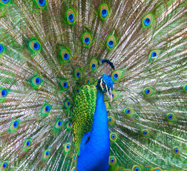 Obraz premium Beautiful male peacock