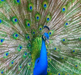 Fotobehang Beautiful male peacock © swisshippo