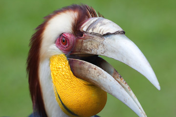 Hornbill