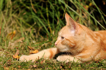 Rote Katze im Gras