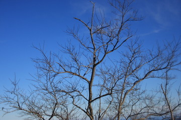 Fototapeta na wymiar arbre en hivers