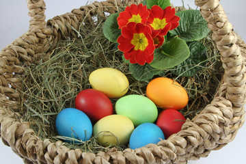 ein bunter Osterkorb mit Primel