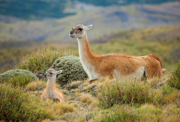 Guanaco family in Torres del Paine national park, Chile, South A