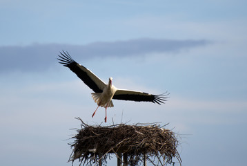 Fototapeta premium Stork coming in for Landing