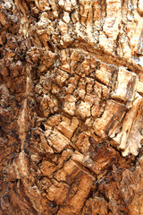 Rain tree stem texture