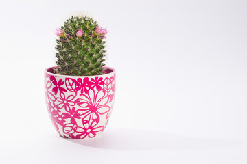 cactus in pot