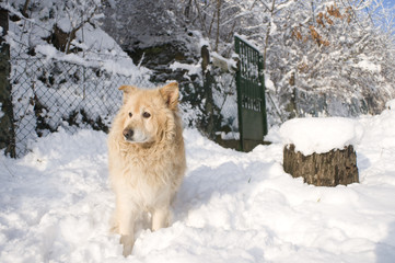 A watchdog is guarding a house at winter