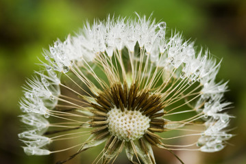 Water drops on dandelion seeds.