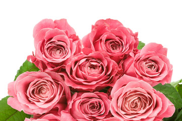 Pink roses