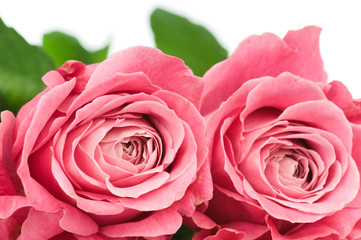 Pink roses