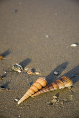 beautiful shells on the beach