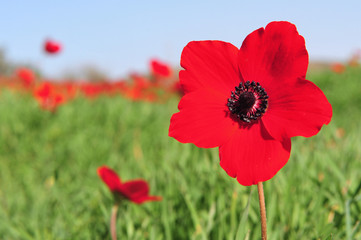 Blossoming Field Red Flowers