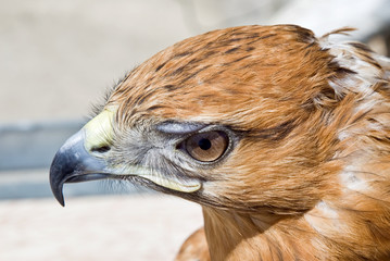 Falcon