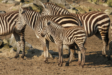 Fototapeta na wymiar Herd of zebra's with baby
