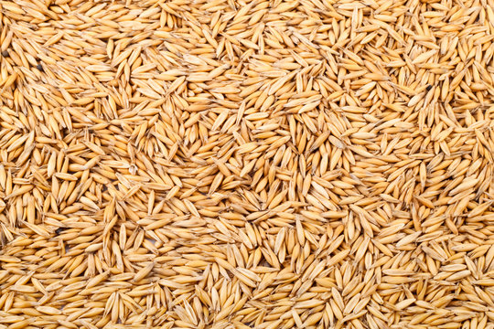 Crop of oats