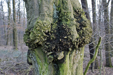 Verwachsungen an einer Buche
