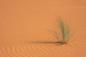 Vie dans le désert