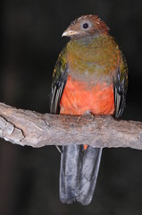Pavonine Quetzal (Pharomachrus pavoninus) standing on a branch