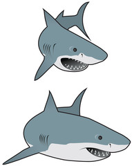 Great white sharks