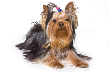 Yorkshire terrier puppy on white