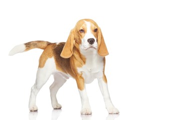 Beagle dog isolated on white background