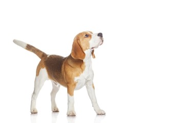 Beagle puppy isolated on white background - obrazy, fototapety, plakaty