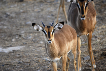junges Impala / Schwarzfersenantilope