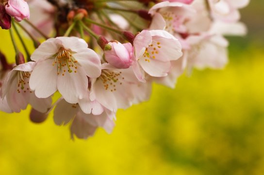 桜と菜の花