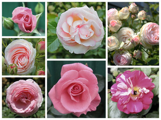 rosen collage