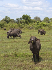 young water buffalo