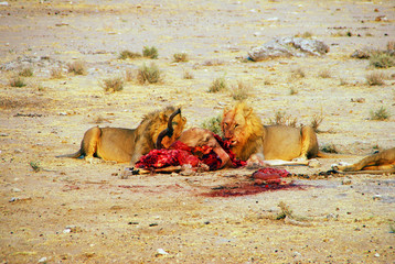 Repas des lions, Etosha National Park