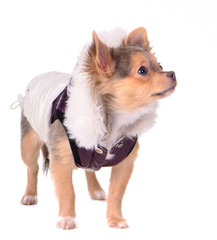 Chihuahua puppy dressed with coat for cold weather, isolated