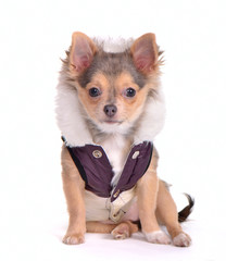 Sitting chihuahua puppy dressed in glamorous overcoat