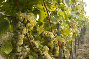 Vineyards in harvest time