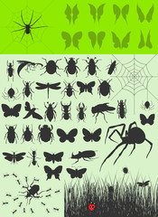 Collection of insects2
