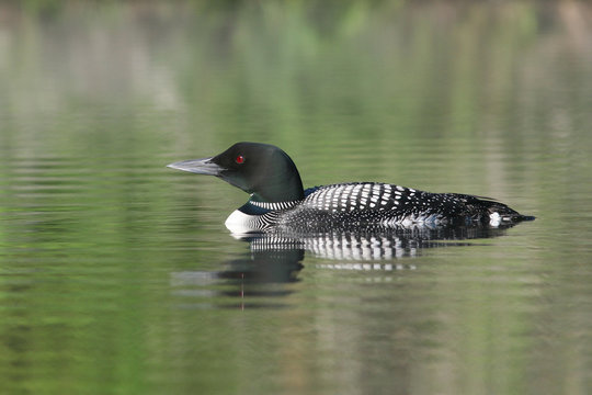 Common Loon (Gavia Immer) - Haliburton Highlands, Ontario