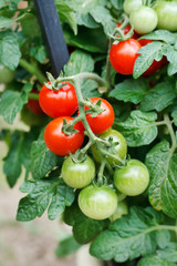 growth tomatoes