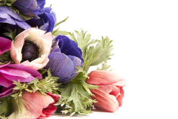 anemoni