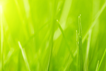 Fototapeta na wymiar Świeże zielona trawa tła