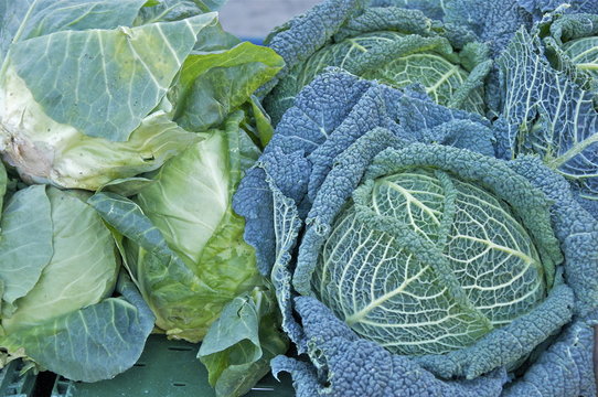Nahaufnahme Wirsingkohl und Wei&szlig;kohl