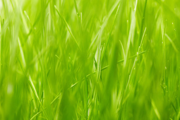 Fototapeta na wymiar grass background