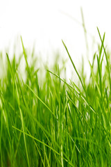 grass background