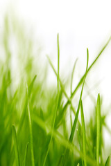 grass background